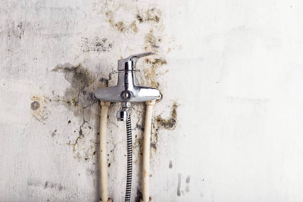 Best Black Mold Removal  in Bagdad, AZ