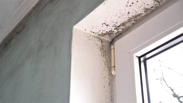 Best Office Mold Removal Services  in Bagdad, AZ