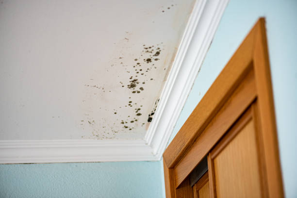 Best Office Mold Removal Services  in Bagdad, AZ