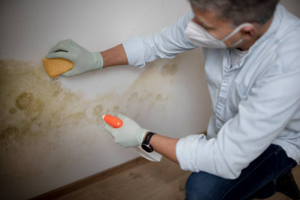 Best Mold Damage Repair  in Bagdad, AZ