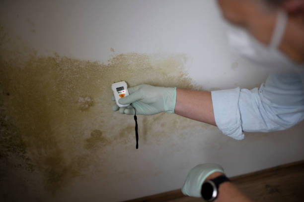 Home Mold Removal in Bagdad, AZ