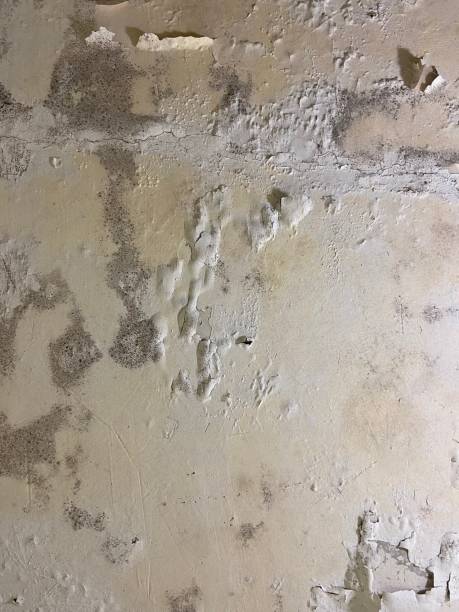 Best Home Mold Removal  in Bagdad, AZ